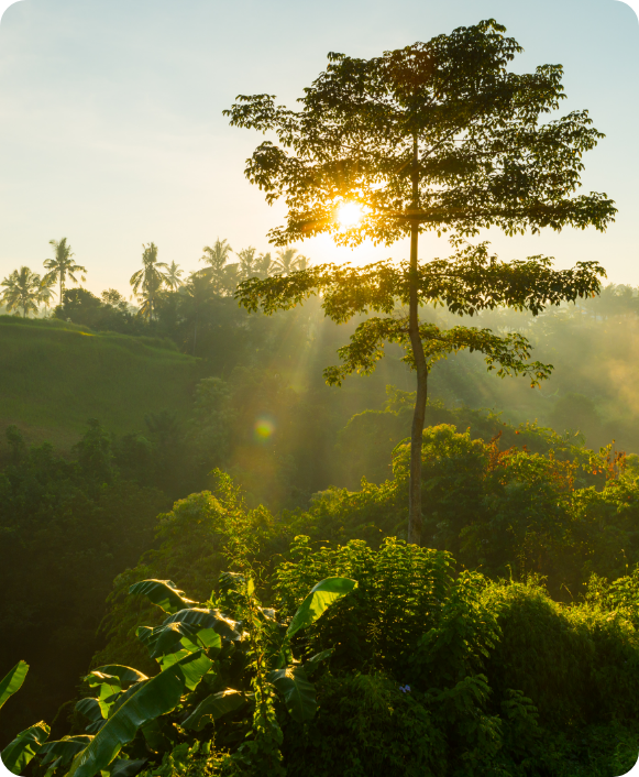 Minimize Environmental Impact Image
